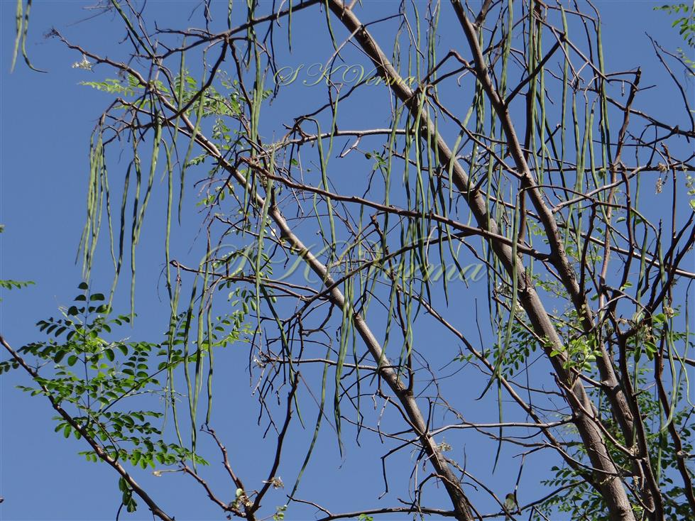  Fruits